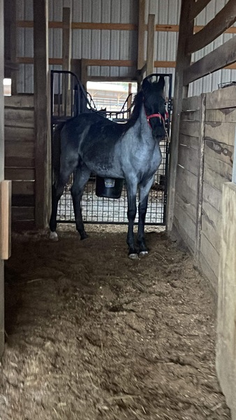 Gorgeous Blue Roan Yearling Colt 