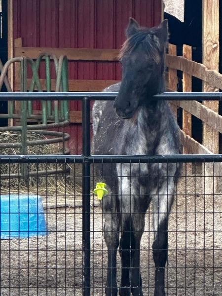 Gorgeous Blue Roan Yearling Colt 