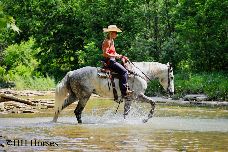 BIG HANDSOME GENTLE PERCHERON QUARTER HORSE CROSSBRED GELDING, RANCH WORK, TRAIL RIDE, SHOW