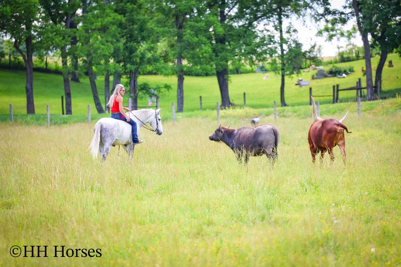 BIG HANDSOME GENTLE PERCHERON QUARTER HORSE CROSSBRED GELDING, RANCH WORK, TRAIL RIDE, SHOW