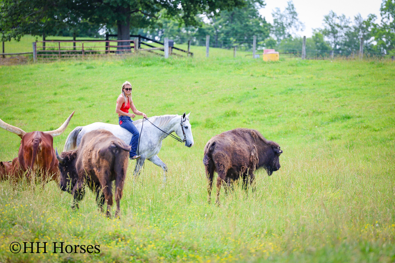 BIG HANDSOME GENTLE PERCHERON QUARTER HORSE CROSSBRED GELDING, RANCH WORK, TRAIL RIDE, SHOW