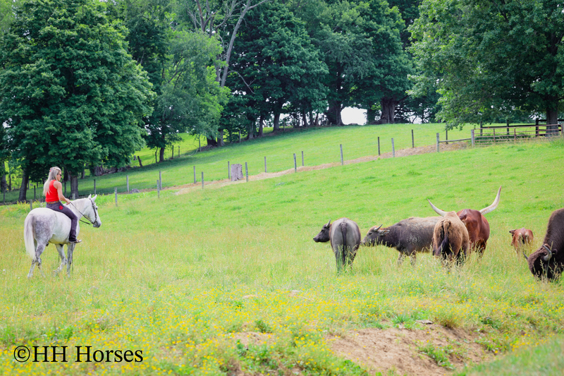 BIG HANDSOME GENTLE PERCHERON QUARTER HORSE CROSSBRED GELDING, RANCH WORK, TRAIL RIDE, SHOW