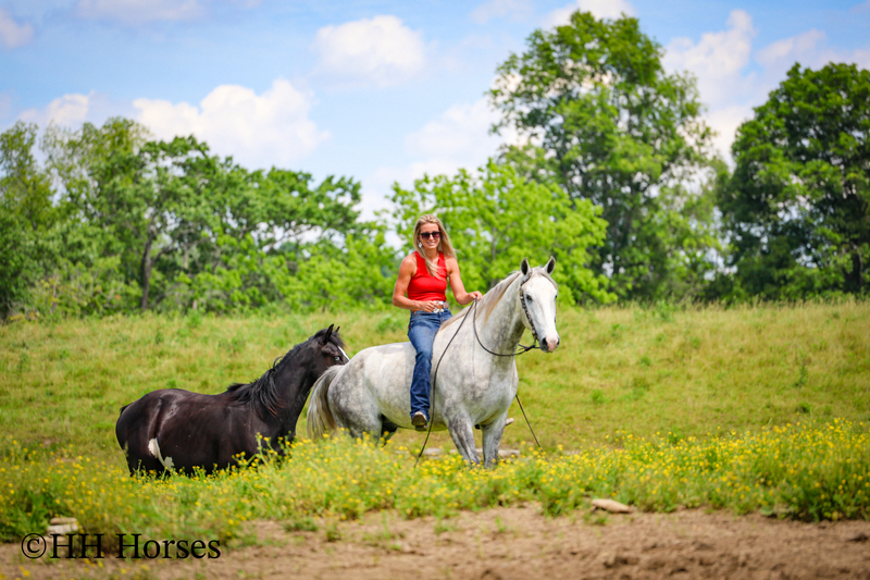 BIG HANDSOME GENTLE PERCHERON QUARTER HORSE CROSSBRED GELDING, RANCH WORK, TRAIL RIDE, SHOW