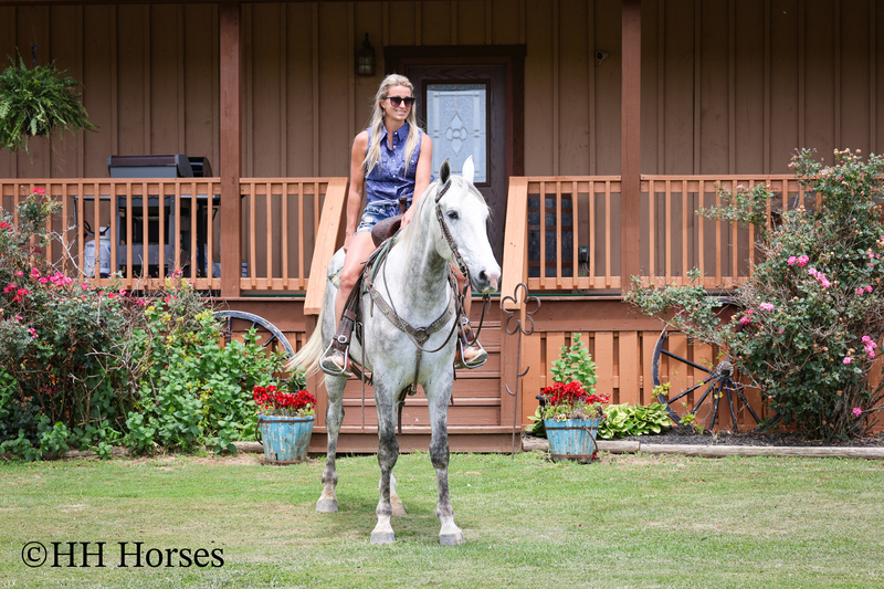 BIG HANDSOME GENTLE PERCHERON QUARTER HORSE CROSSBRED GELDING, RANCH WORK, TRAIL RIDE, SHOW