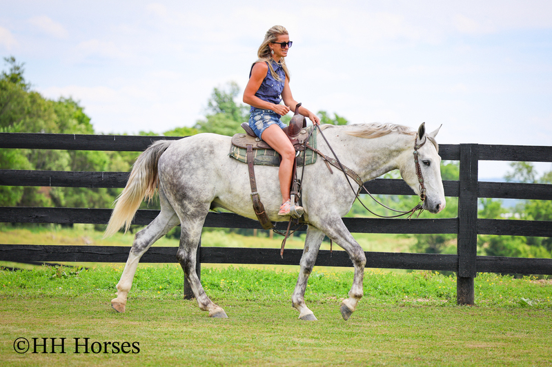 BIG HANDSOME GENTLE PERCHERON QUARTER HORSE CROSSBRED GELDING, RANCH WORK, TRAIL RIDE, SHOW
