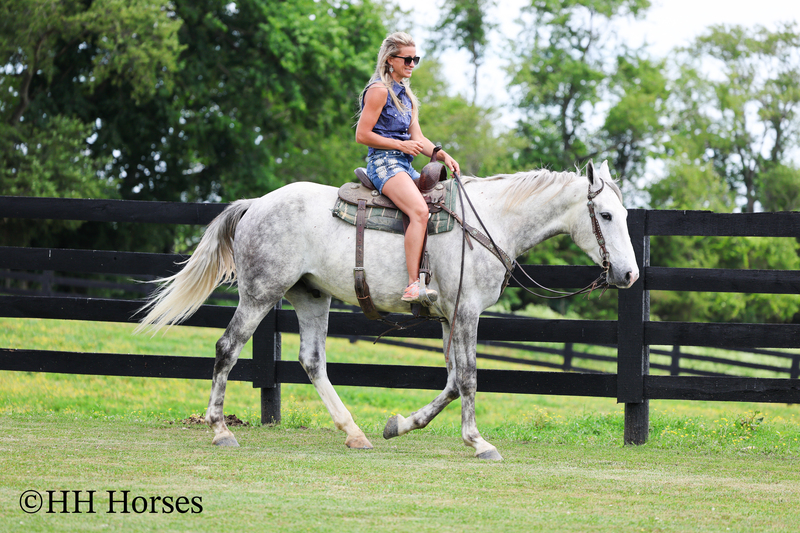 BIG HANDSOME GENTLE PERCHERON QUARTER HORSE CROSSBRED GELDING, RANCH WORK, TRAIL RIDE, SHOW
