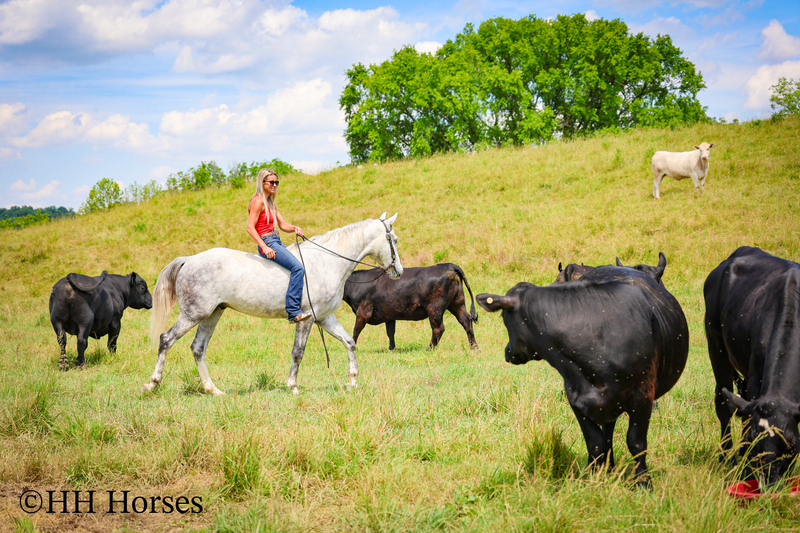BIG HANDSOME GENTLE PERCHERON QUARTER HORSE CROSSBRED GELDING, RANCH WORK, TRAIL RIDE, SHOW