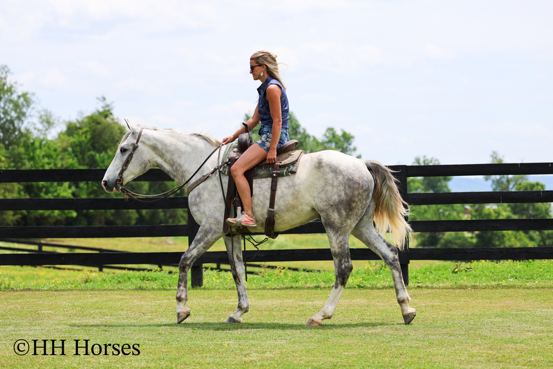 BIG HANDSOME GENTLE PERCHERON QUARTER HORSE CROSSBRED GELDING, RANCH WORK, TRAIL RIDE, SHOW