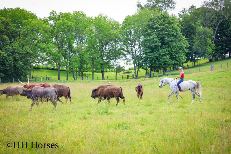 BIG HANDSOME GENTLE PERCHERON QUARTER HORSE CROSSBRED GELDING, RANCH WORK, TRAIL RIDE, SHOW