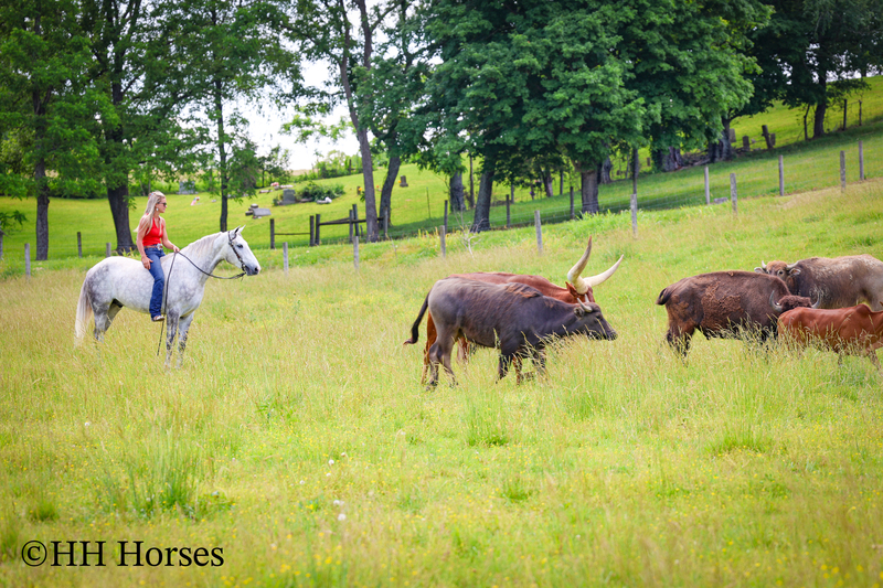 BIG HANDSOME GENTLE PERCHERON QUARTER HORSE CROSSBRED GELDING, RANCH WORK, TRAIL RIDE, SHOW