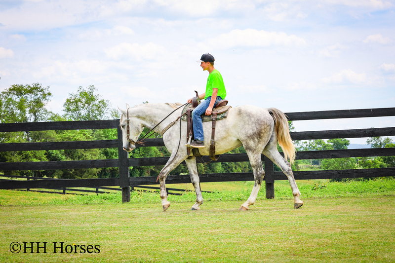 BIG HANDSOME GENTLE PERCHERON QUARTER HORSE CROSSBRED GELDING, RANCH WORK, TRAIL RIDE, SHOW
