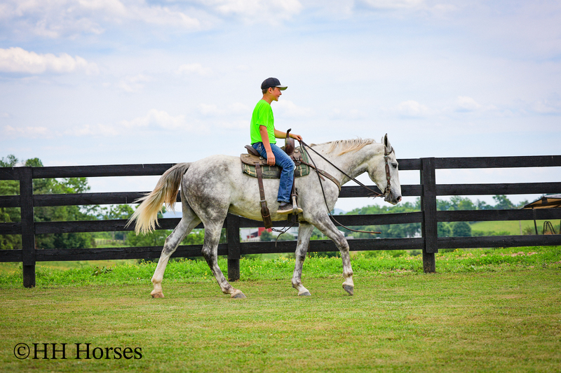 BIG HANDSOME GENTLE PERCHERON QUARTER HORSE CROSSBRED GELDING, RANCH WORK, TRAIL RIDE, SHOW