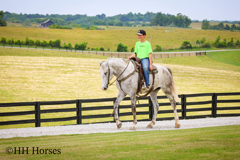 BIG HANDSOME GENTLE PERCHERON QUARTER HORSE CROSSBRED GELDING, RANCH WORK, TRAIL RIDE, SHOW