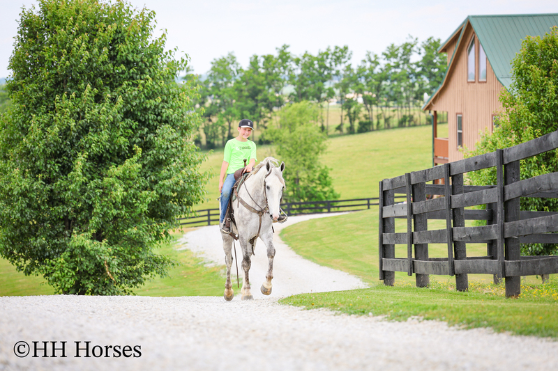 BIG HANDSOME GENTLE PERCHERON QUARTER HORSE CROSSBRED GELDING, RANCH WORK, TRAIL RIDE, SHOW