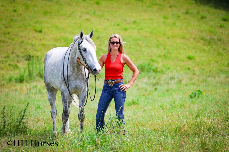 BIG HANDSOME GENTLE PERCHERON QUARTER HORSE CROSSBRED GELDING, RANCH WORK, TRAIL RIDE, SHOW