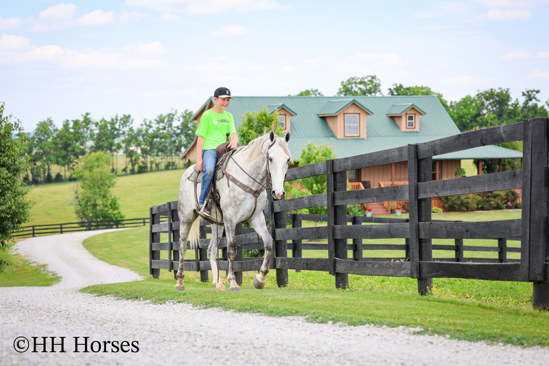 BIG HANDSOME GENTLE PERCHERON QUARTER HORSE CROSSBRED GELDING, RANCH WORK, TRAIL RIDE, SHOW