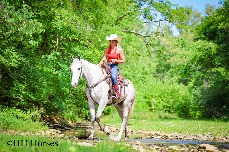 BIG HANDSOME GENTLE PERCHERON QUARTER HORSE CROSSBRED GELDING, RANCH WORK, TRAIL RIDE, SHOW