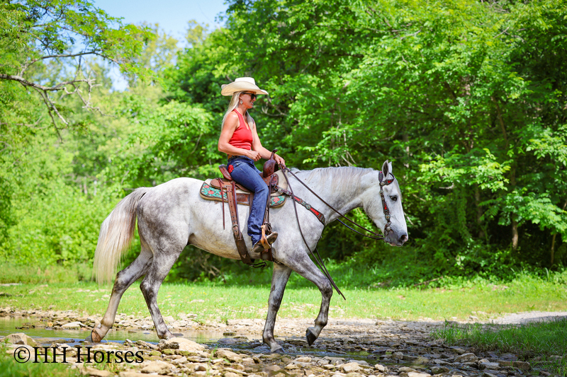 BIG HANDSOME GENTLE PERCHERON QUARTER HORSE CROSSBRED GELDING, RANCH WORK, TRAIL RIDE, SHOW