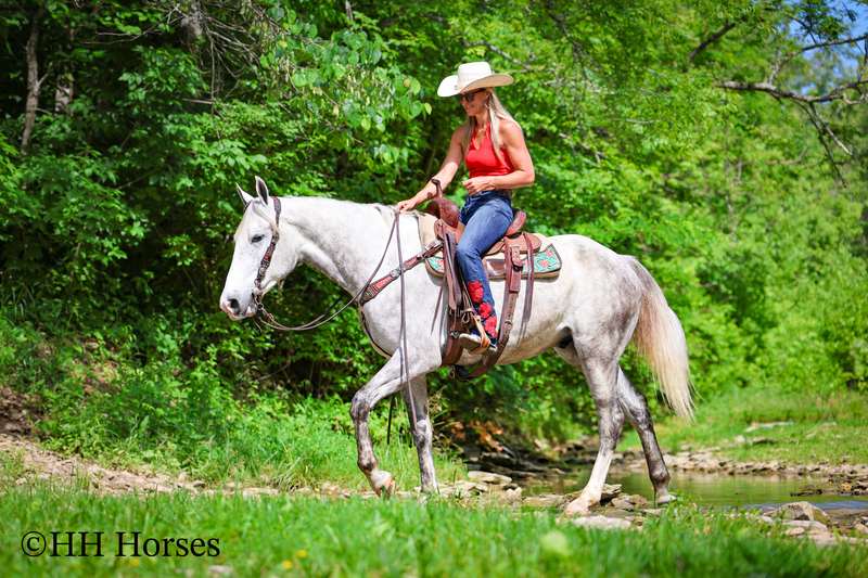 BIG HANDSOME GENTLE PERCHERON QUARTER HORSE CROSSBRED GELDING, RANCH WORK, TRAIL RIDE, SHOW