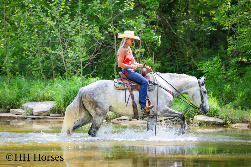 BIG HANDSOME GENTLE PERCHERON QUARTER HORSE CROSSBRED GELDING, RANCH WORK, TRAIL RIDE, SHOW