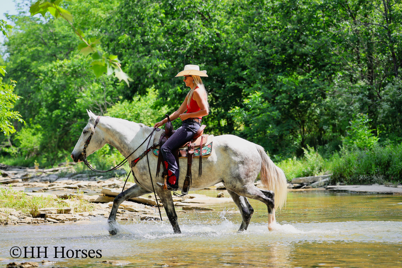 BIG HANDSOME GENTLE PERCHERON QUARTER HORSE CROSSBRED GELDING, RANCH WORK, TRAIL RIDE, SHOW