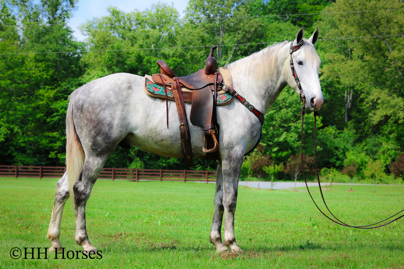 BIG HANDSOME GENTLE PERCHERON QUARTER HORSE CROSSBRED GELDING, RANCH WORK, TRAIL RIDE, SHOW