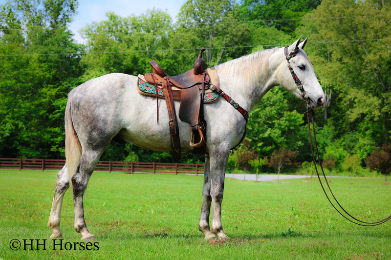 BIG HANDSOME GENTLE PERCHERON QUARTER HORSE CROSSBRED GELDING, RANCH WORK, TRAIL RIDE, SHOW