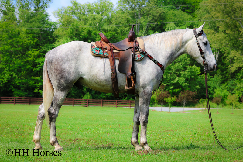 BIG HANDSOME GENTLE PERCHERON QUARTER HORSE CROSSBRED GELDING, RANCH WORK, TRAIL RIDE, SHOW
