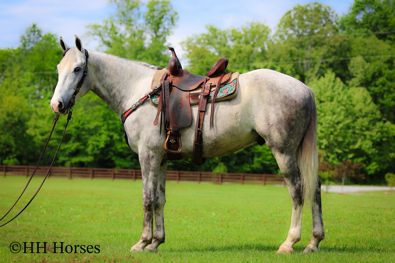 BIG HANDSOME GENTLE PERCHERON QUARTER HORSE CROSSBRED GELDING, RANCH WORK, TRAIL RIDE, SHOW