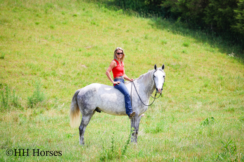 BIG HANDSOME GENTLE PERCHERON QUARTER HORSE CROSSBRED GELDING, RANCH WORK, TRAIL RIDE, SHOW
