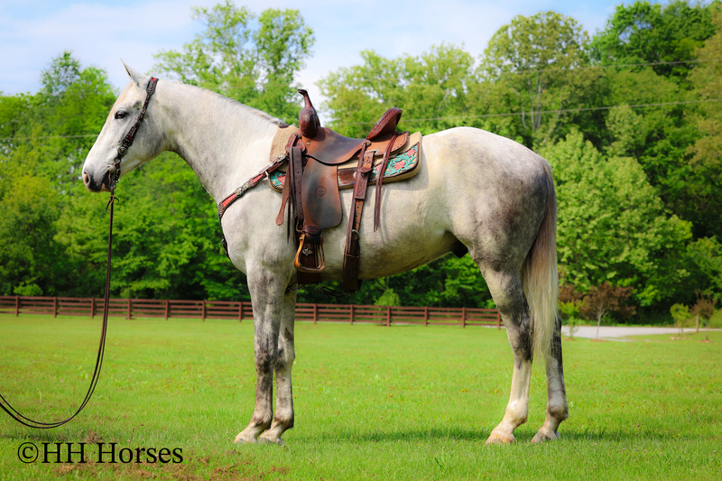 BIG HANDSOME GENTLE PERCHERON QUARTER HORSE CROSSBRED GELDING, RANCH WORK, TRAIL RIDE, SHOW