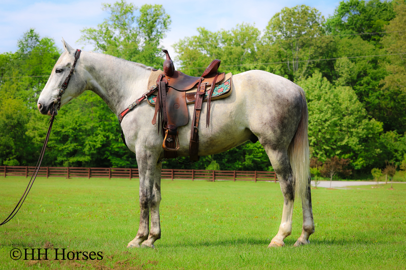BIG HANDSOME GENTLE PERCHERON QUARTER HORSE CROSSBRED GELDING, RANCH WORK, TRAIL RIDE, SHOW