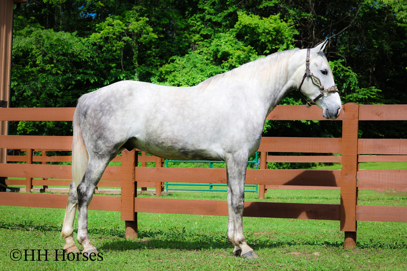 BIG HANDSOME GENTLE PERCHERON QUARTER HORSE CROSSBRED GELDING, RANCH WORK, TRAIL RIDE, SHOW
