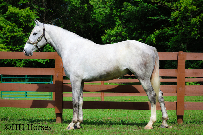 BIG HANDSOME GENTLE PERCHERON QUARTER HORSE CROSSBRED GELDING, RANCH WORK, TRAIL RIDE, SHOW