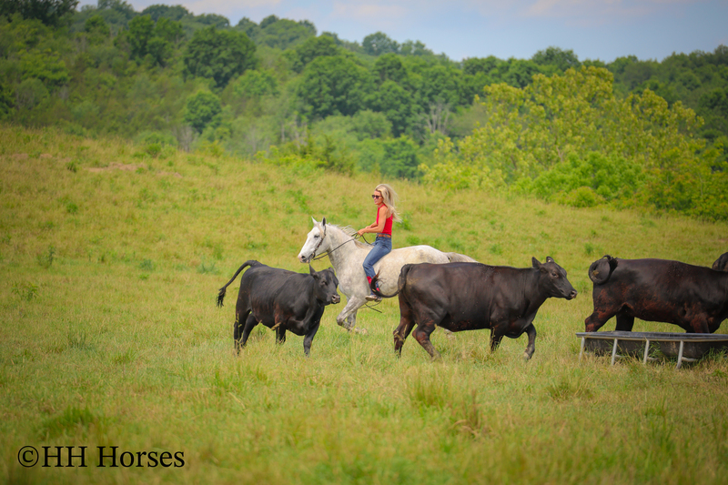 BIG HANDSOME GENTLE PERCHERON QUARTER HORSE CROSSBRED GELDING, RANCH WORK, TRAIL RIDE, SHOW