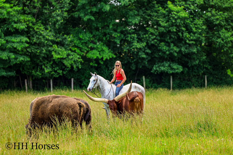 BIG HANDSOME GENTLE PERCHERON QUARTER HORSE CROSSBRED GELDING, RANCH WORK, TRAIL RIDE, SHOW