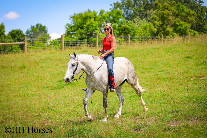 BIG HANDSOME GENTLE PERCHERON QUARTER HORSE CROSSBRED GELDING, RANCH WORK, TRAIL RIDE, SHOW