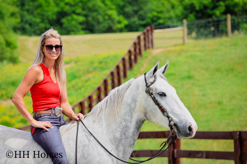 BIG HANDSOME GENTLE PERCHERON QUARTER HORSE CROSSBRED GELDING, RANCH WORK, TRAIL RIDE, SHOW