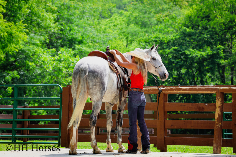 BIG HANDSOME GENTLE PERCHERON QUARTER HORSE CROSSBRED GELDING, RANCH WORK, TRAIL RIDE, SHOW