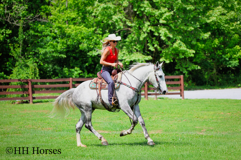 BIG HANDSOME GENTLE PERCHERON QUARTER HORSE CROSSBRED GELDING, RANCH WORK, TRAIL RIDE, SHOW
