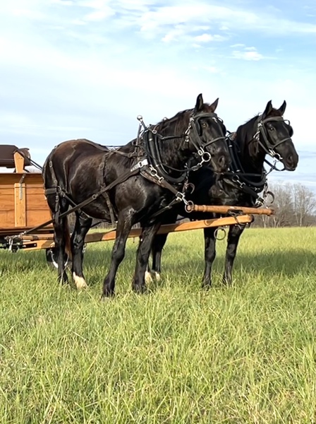 Percheron Morgan Draft cross team Ride & Drive 