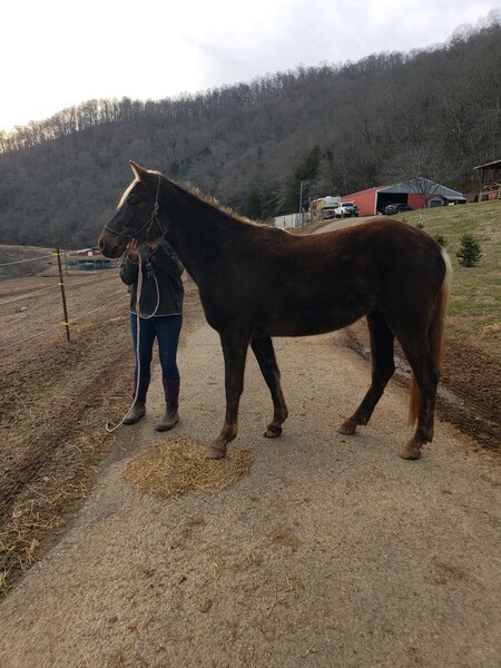 Well Bred Beautiful Ready To Start Filly 
