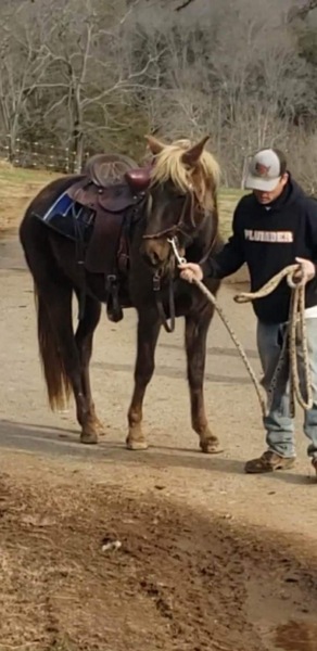 Well Bred Beautiful Ready To Start Filly 