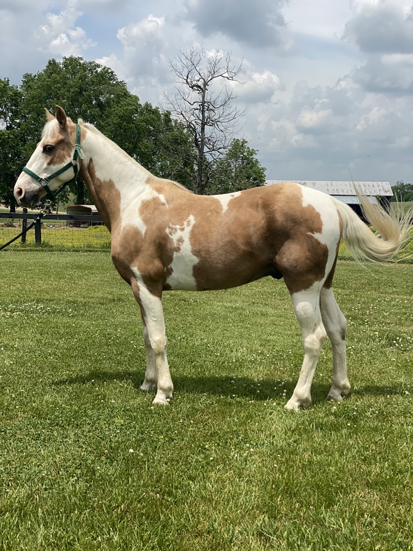 Novice Safe Tobiano Palomino Neck Reining Trail Horse For Sale in