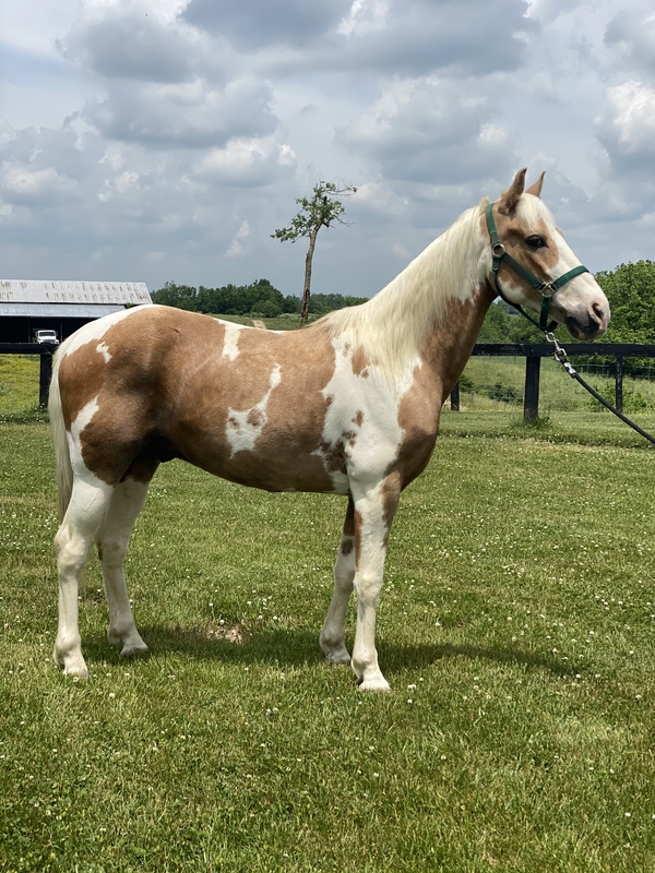 Novice Safe Tobiano Palomino Neck Reining Trail Horse For Sale in