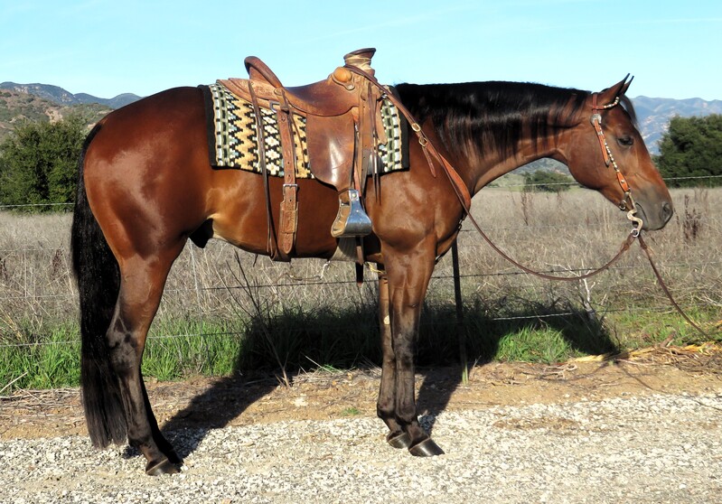 3 YEAR OLD 15.2 HAND BAY GELDING