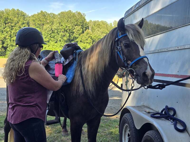 14.2 Stunning Chocolate Trail Horse
