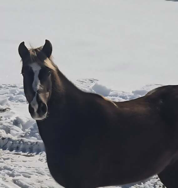 14.2 Stunning Chocolate Trail Horse