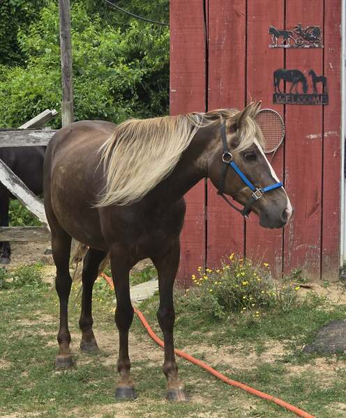 14.2 Stunning Chocolate Trail Horse