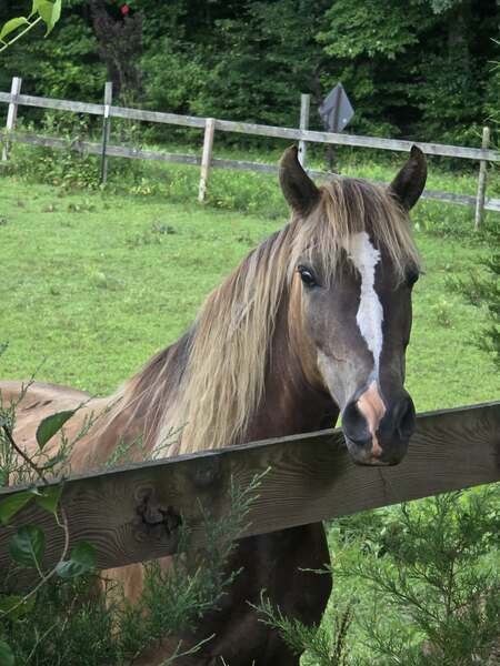 14.2 Stunning Chocolate Trail Horse